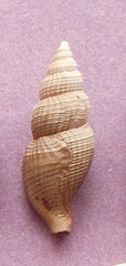 Colubraria