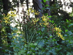 Jacobaea paludosa paludosa