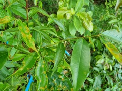 Syzygium acuminatissimum