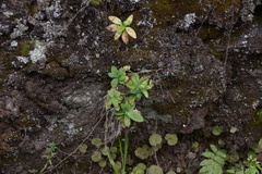 Arabis caucasica