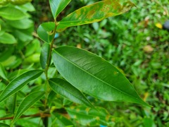 Syzygium acuminatissimum