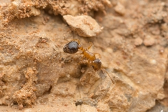 Temnothorax