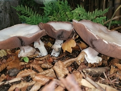 Agaricus hondensis