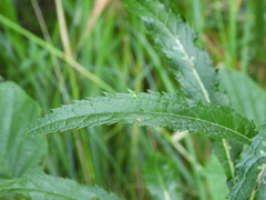 Jacobaea paludosa paludosa