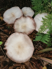 Agaricus hondensis