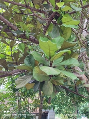 Ficus lyrata