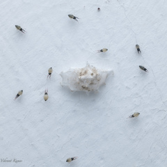 Uloborus