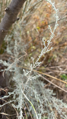 Artemisia