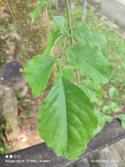 Dalbergia latifolia