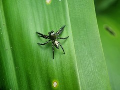 Hyllus diardi
