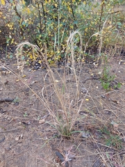 Elymus sibiricus
