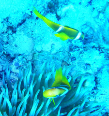 Amphiprion bicinctus