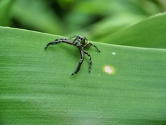 Hyllus diardi