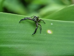 Hyllus diardi