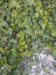 Vitis vinifera