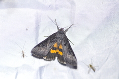 Catocala antinympha