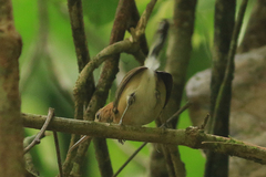 Ramphocaenus melanurus