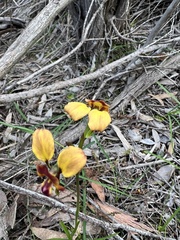 Diuris orientis