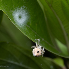 Eriovixia
