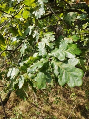 Quercus