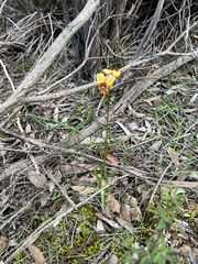 Diuris orientis