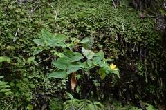 Hypericum grandifolium
