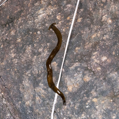 Bipalium univittatum