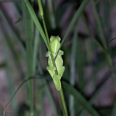 Chamaeleo zeylanicus