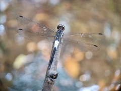 Orchithemis pruinans