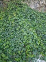 Vitis vinifera
