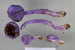 Cortinarius violaceocystidiatus