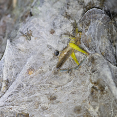 Stegodyphus sarasinorum