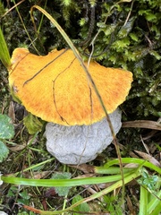 Suillus cavipes