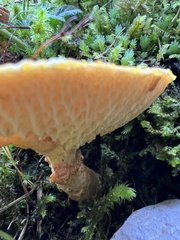 Suillus cavipes