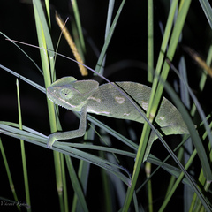 Chamaeleo zeylanicus