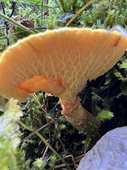 Suillus cavipes