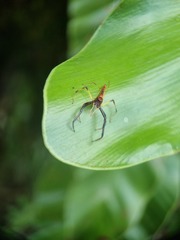 Viciria pavesii