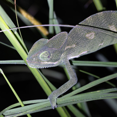 Chamaeleo zeylanicus