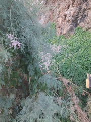 Tamarix ramosissima