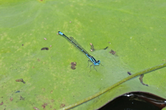 Austroagrion watsoni