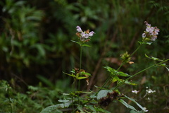 Cedronella canariensis