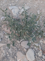 Heliotropium europaeum