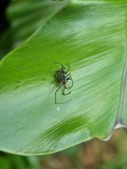 Corinnidae