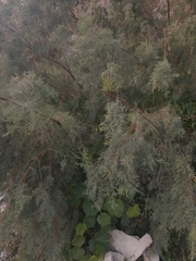 Tamarix ramosissima