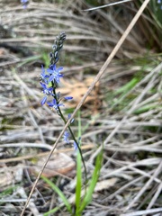 Caesia calliantha