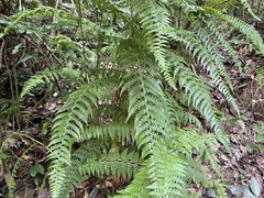 Microlepia nepalensis