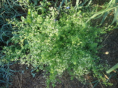 Galium mollugo