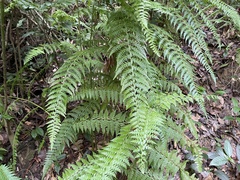 Microlepia nepalensis