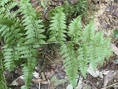 Microlepia nepalensis