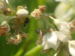 Trissolcus
